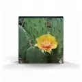 2013 Canadian 25-Cent Magnified Beauty: The Eastern Prickly Pear Cactus Coloured Coin