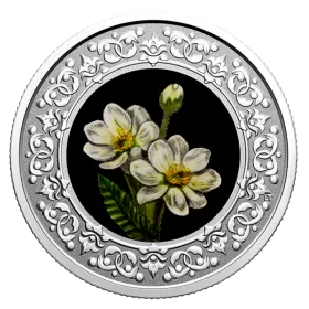 2021 Canadian $3 Floral Emblems of Canada: NorthWest Territories, Mountain Avens - Fine Silver Coloured Coin