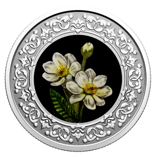 2021 Canadian $3 Floral Emblems of Canada: NorthWest Territories, Mountain Avens - Fine Silver Coloured Coin